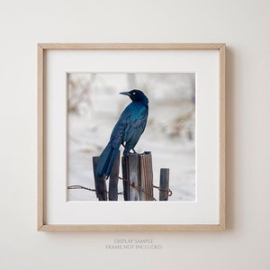 Looking Back Bird on Fence Post Photograph, Nature Photography Print, Black Bird, Grackle, Blue Teal Lavender Feathers, Animal Wall Art image 4