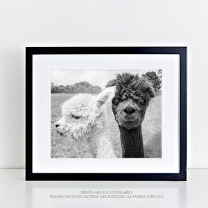 Animal Photography, Alpaca Print or Canvas Gallery Wrap, Barn Yard Animal Art, Couple, Black & White Photo, Animal Wall Decor Oh Hey image 1