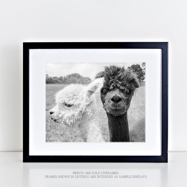 Animal Photography, Alpaca Print or Canvas Gallery Wrap, Barn Yard Animal Art, Couple, Black & White Photo, Animal Wall Decor - Oh Hey!