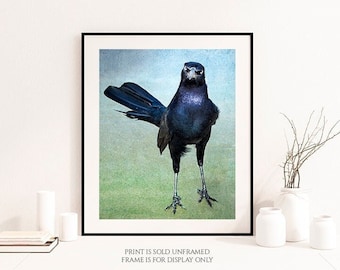 Seriously?  Funny Bird with Bad Attitude Print or Canvas, Angry Blackbird, Humorous Crow Art, Animal, Nature Photo, Black Bird Photograph