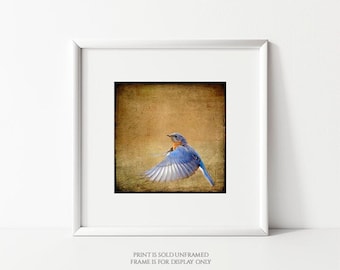 Bluebird Photograph, Print or Canvas, Square, Blue Bird, Brown, Nature Photography, Flight, Wings, Feather, Wall Art - Bluebird on the Wing