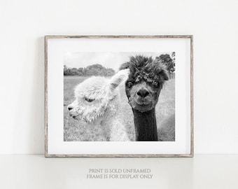 Oh Hey!  • Animal Photograph, Alpaca Print, Llama Photo, Farm Barnyard Photo, Black & White, Large Wall Art, Cute Funny Couple Nursery Decor