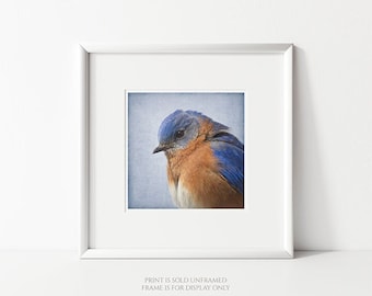 Bluebird Study • Woodland Animal Art Wall Decor, Nature Photography, Square, Canvas or Print, Blue Bird Photo, Feathers, Bluebird Photograph