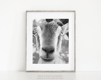 Smiling Goat Print or Canvas Art, Animal Photography, Barnyard, Funny, Happy Animal, Black & White, Farm Animal, Farm House Decor - Sidney