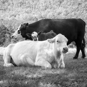 Lean on Me Cows Photograph, Cattle with Calf Print, Animal Nature Print or Canvas Décor, Black & White Cattle Photography, Large Wall Art image 2