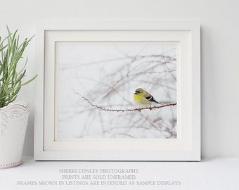 Little Goldfinch · Bird Photography, Goldfinch Print or Canvas, Nature Photograph, Wall Art, Woodland Animal Room Decor, Yellow Bird Photo