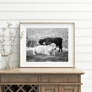 Lean on Me Cows Photograph, Cattle with Calf Print, Animal Nature Print or Canvas Décor, Black & White Cattle Photography, Large Wall Art image 1