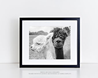 Animal Photography, Alpaca Print or Canvas Gallery Wrap, Barn Yard Animal Art, Couple, Black & White Photo, Animal Wall Decor - Oh Hey!