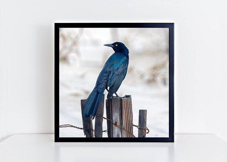 Looking Back Bird on Fence Post Photograph, Nature Photography Print, Black Bird, Grackle, Blue Teal Lavender Feathers, Animal Wall Art image 6