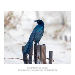 Looking Back Bird on Fence Post Photograph, Nature Photography Print, Black Bird, Grackle, Blue Teal Lavender Feathers, Animal Wall Art image 1