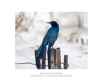 Looking Back • Bird on Fence Post Photograph, Nature Photography Print, Black Bird, Grackle, Blue Teal Lavender Feathers, Animal Wall Art