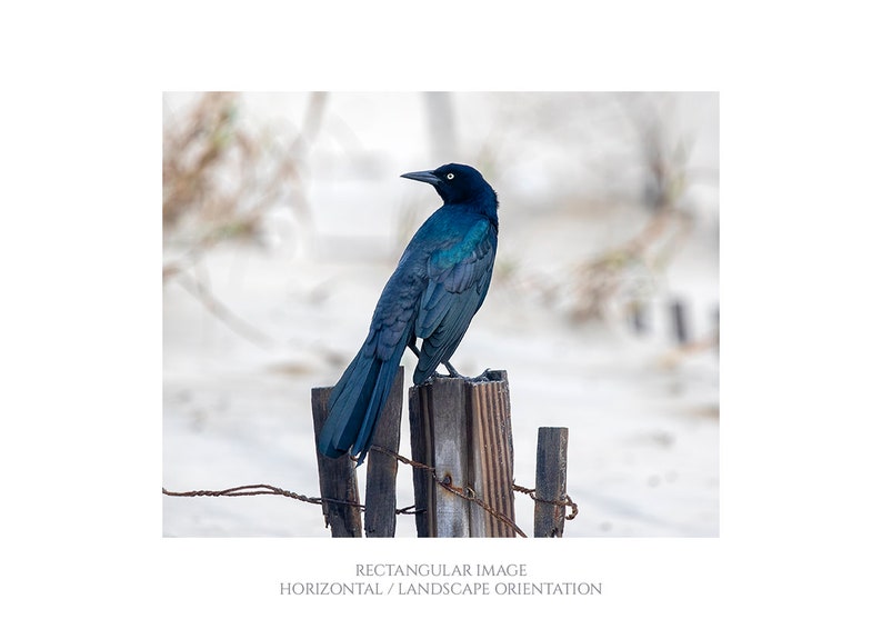 Looking Back Bird on Fence Post Photograph, Nature Photography Print, Black Bird, Grackle, Blue Teal Lavender Feathers, Animal Wall Art image 1