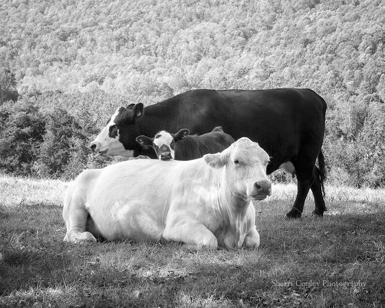 Lean on Me Cows Photograph, Cattle with Calf Print, Animal Nature Print or Canvas Décor, Black & White Cattle Photography, Large Wall Art image 2