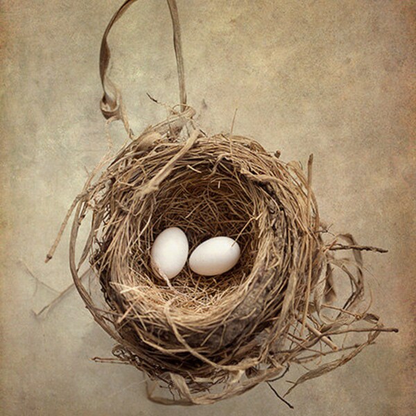 Bird Nest Print Etsy