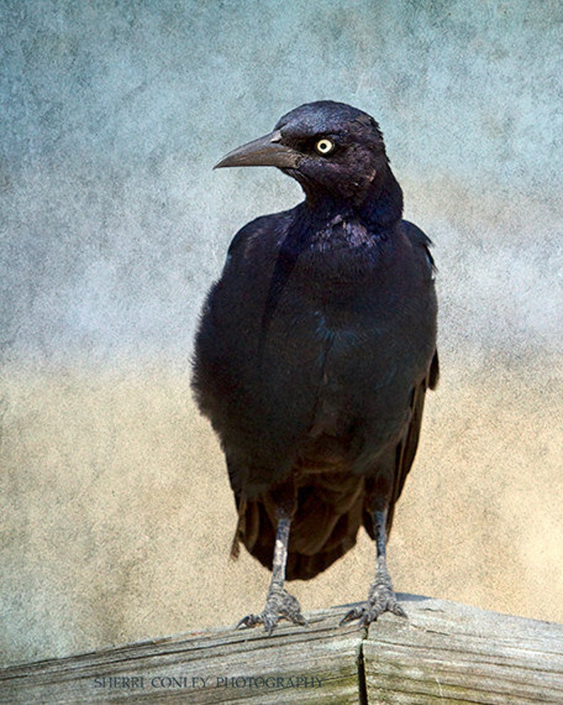 Portrait of a Grackle, No 2 Bird Photography, Wildlife Print, Gift for Bird Lover, Black Crow Blackbird Photograph, Bird Lover Wall Art image 2