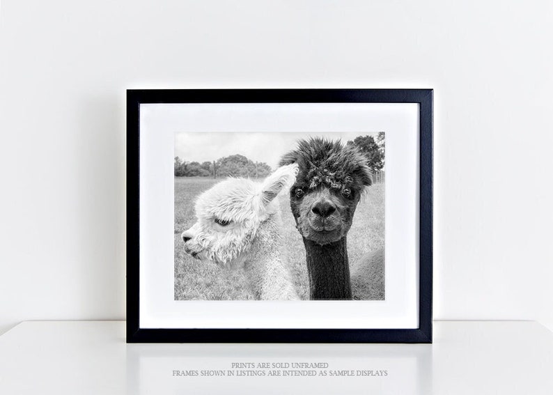 Animal Photography, Alpaca Print or Canvas Gallery Wrap, Barn Yard Animal Art, Couple, Black & White Photo, Animal Wall Decor Oh Hey image 1