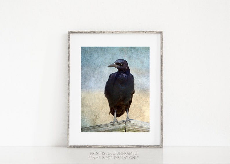 Portrait of a Grackle, No 2 Bird Photography, Wildlife Print, Gift for Bird Lover, Black Crow Blackbird Photograph, Bird Lover Wall Art image 1