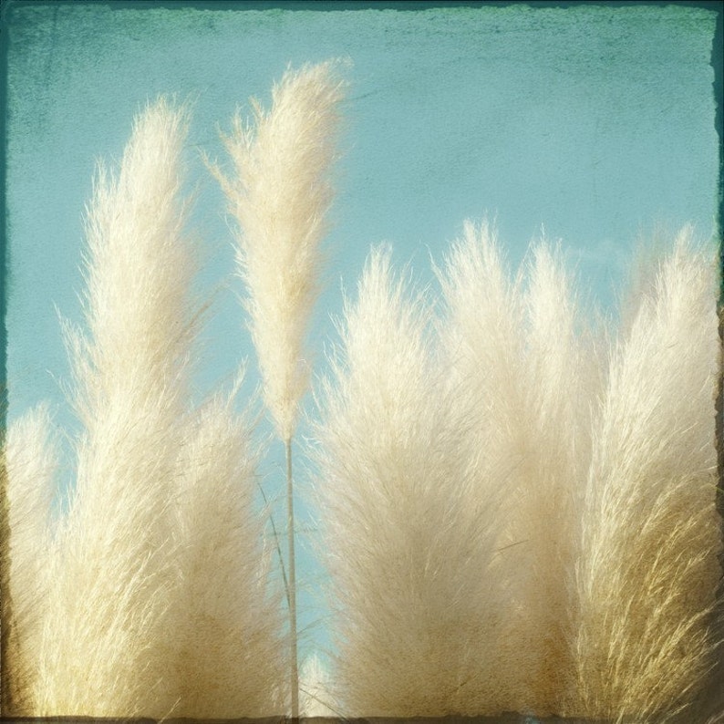 Nature Photography, Botanical Art Print or Canvas, Nature Wall Art, Beach Sea Grass Art, Pampas Grass, Square, Coastal Wall Decor Soft image 3