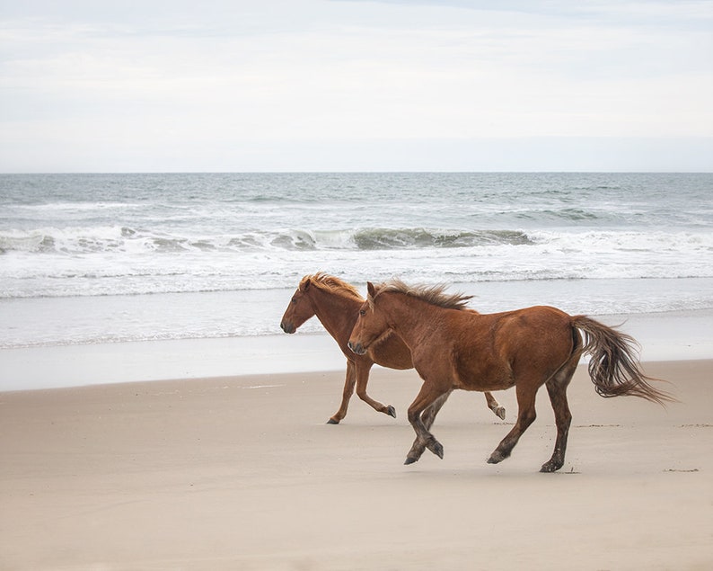 Horse Photo, Wild Horse Art, Print or Canvas, Large Wall Decor, Rustic Art, Animal Photograph, Spanish Mustangs, Beach Ocean Running Wild image 2