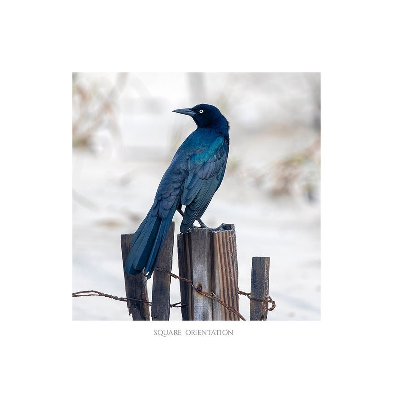 Looking Back Bird on Fence Post Photograph, Nature Photography Print, Black Bird, Grackle, Blue Teal Lavender Feathers, Animal Wall Art image 2