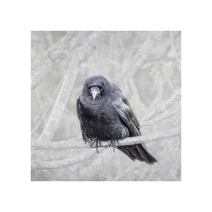 Contemplation Crow on Branch Photograph, Bird Lover Art, Nature Photography Print, Black Bird, Raven, Gift for Bird Lover, Animal Wall Art image 2