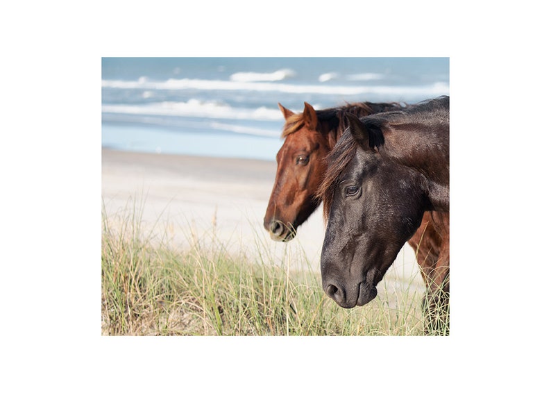 The Wild Pair Horses on the Beach Photography, Wild Spanish Mustangs Photograph, Room Decor, Large Wall Art, OBX Photo, Outer Banks Print image 3