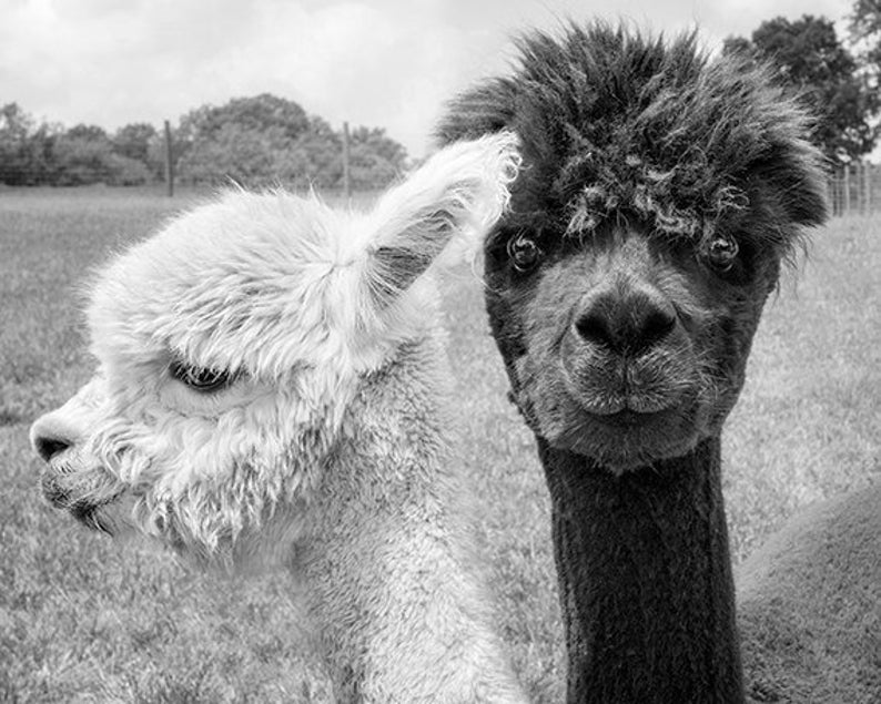 Animal Photography, Alpaca Print or Canvas Gallery Wrap, Barn Yard Animal Art, Couple, Black & White Photo, Animal Wall Decor Oh Hey image 2