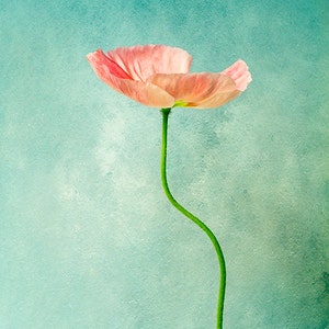 Simply Pink Poppy Flower Photography, Minimalist Floral Print, Gift for Home, Botanical Photo, Teal Green, Pastel Colors, Nature Wall Art image 2