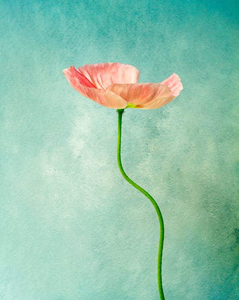 Simply Pink Poppy Flower Photography, Minimalist Floral Print, Gift for Home, Botanical Photo, Teal Green, Pastel Colors, Nature Wall Art image 2