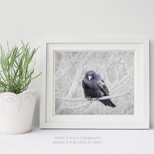 Contemplation Crow on Branch Photograph, Bird Lover Art, Nature Photography Print, Black Bird, Raven, Gift for Bird Lover, Animal Wall Art image 6