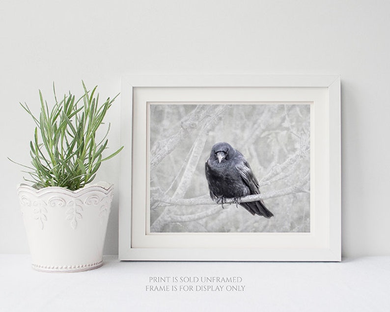 Contemplation Crow on Branch Photograph, Bird Lover Art, Nature Photography Print, Black Bird, Raven, Gift for Bird Lover, Animal Wall Art image 6
