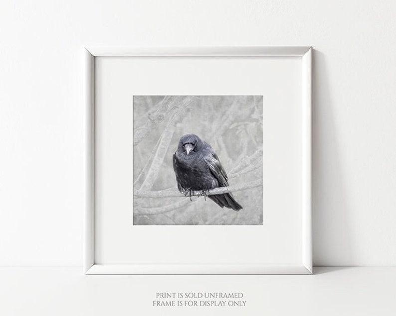 Contemplation Crow on Branch Photograph, Bird Lover Art, Nature Photography Print, Black Bird, Raven, Gift for Bird Lover, Animal Wall Art image 3