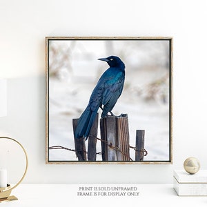 Looking Back Bird on Fence Post Photograph, Nature Photography Print, Black Bird, Grackle, Blue Teal Lavender Feathers, Animal Wall Art image 7