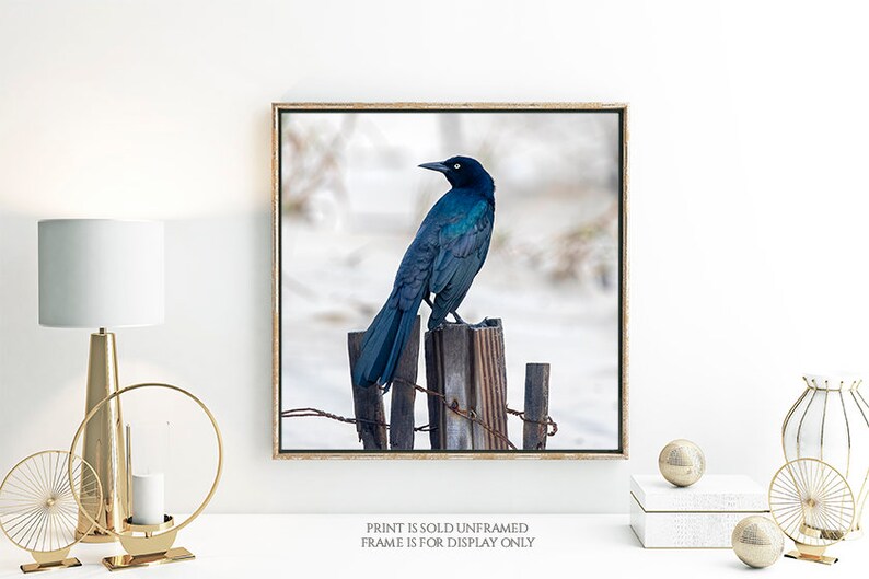 Looking Back Bird on Fence Post Photograph, Nature Photography Print, Black Bird, Grackle, Blue Teal Lavender Feathers, Animal Wall Art image 7