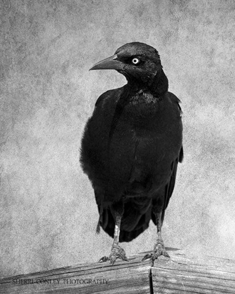 Portrait of a Grackle, No 2 Bird Photography, Wildlife Print, Gift for Bird Lover, Black Crow Blackbird Photograph, Bird Lover Wall Art image 3