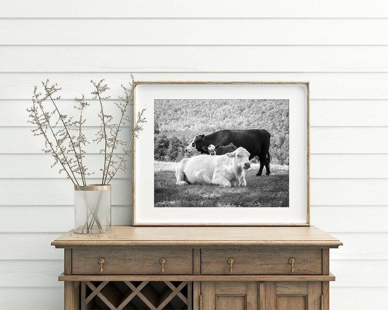 Lean on Me Cows Photograph, Cattle with Calf Print, Animal Nature Print or Canvas Décor, Black & White Cattle Photography, Large Wall Art image 1