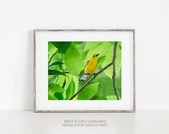 Yellow Bird • Prothonotary Warbler, Songbird Photography Print, Golden Wings, Large Wall Art, Wildlife Photo, Woodland Animal Photograph