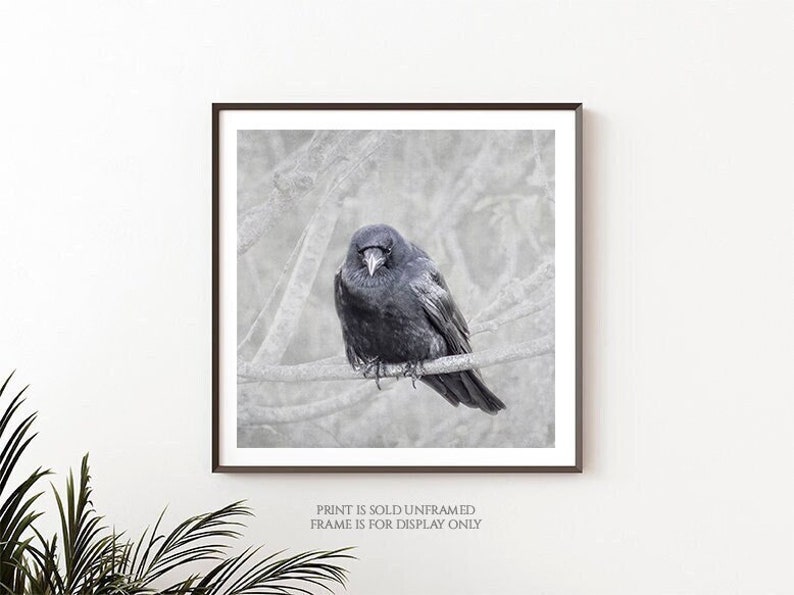Contemplation Crow on Branch Photograph, Bird Lover Art, Nature Photography Print, Black Bird, Raven, Gift for Bird Lover, Animal Wall Art image 1