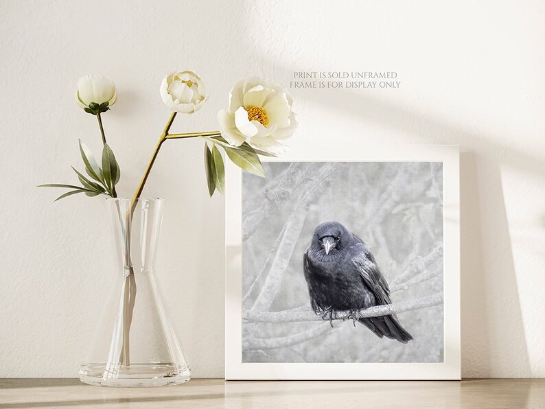 Contemplation Crow on Branch Photograph, Bird Lover Art, Nature Photography Print, Black Bird, Raven, Gift for Bird Lover, Animal Wall Art image 4
