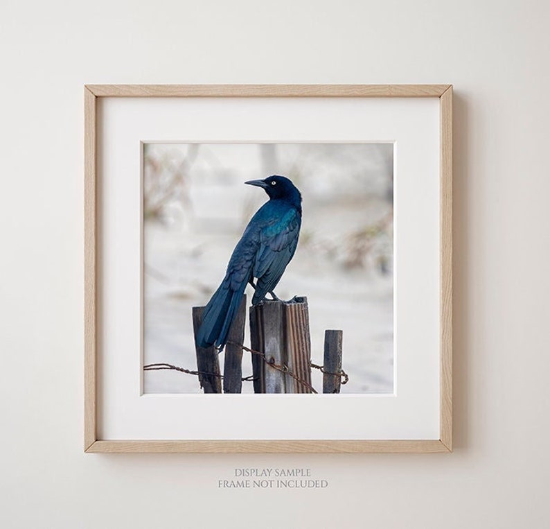 Looking Back Bird on Fence Post Photograph, Nature Photography Print, Black Bird, Grackle, Blue Teal Lavender Feathers, Animal Wall Art image 4