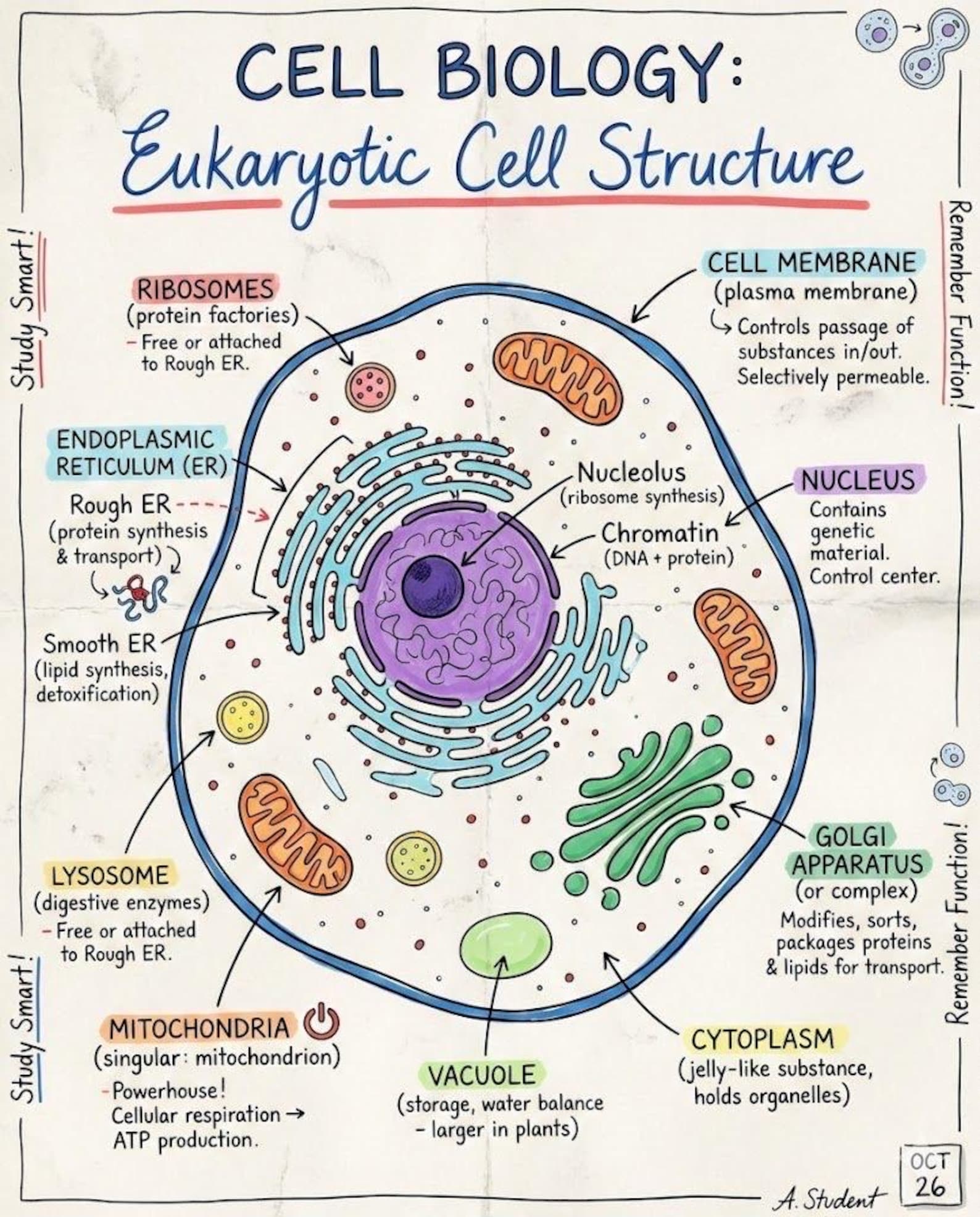 Cell Biology Study Guide | Eukaryotic Cell Structure Notes (PDF ...