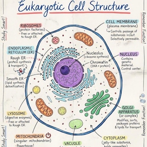 May include: A detailed diagram illustrating the structure of a eukaryotic cell, with labels identifying key components like the nucleus, ribosomes, and mitochondria. The image includes the text "Cell Biology: Eukaryotic Cell Structure".