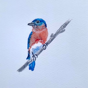 Bluebird male watercolor limited print