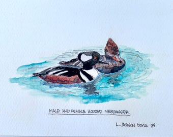 May include: Watercolor painting of a male and female hooded merganser swimming in a blue pond. The caption reads "Male and Female Hooded Merganser" and is signed "L. Jackson Doyle 24".