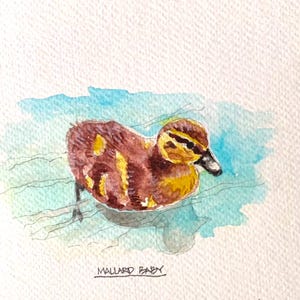 Mallard Duckling watercolor limited print