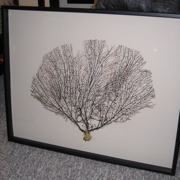 SALE XL Framed Black Sea Fan Seafan Coral Reliquary