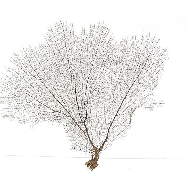 Flat Black Sea Fan Seafan Natural Coral