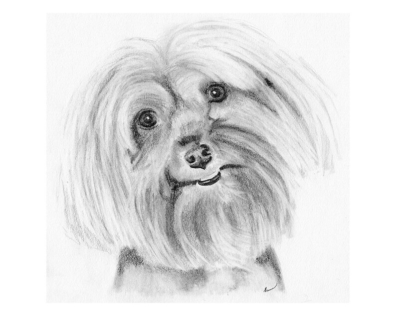 Custom Printable Pet Drawing, Pencil Sketch From Photo, Digital File, Personalized Gift, Pet Memorial, Dog Drawing, Inklets image 7