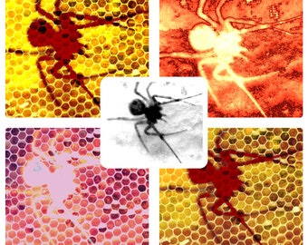 May include: A collage featuring five distinct spider illustrations. Four panels display spiders overlaid on yellow and pink honeycomb patterns in red and white tones. A central white square contains a black and white silhouette of a spider.