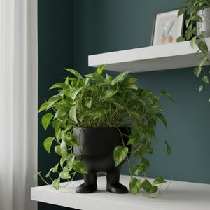 Puede incluir: Una maceta de cerámica negra con un diseño único, con cuerpo y pies. Está llena de exuberantes plantas verdes con hojas en forma de corazón. La maceta está sobre una estantería blanca contra una pared verde oscuro.